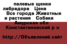 палевые щенки лабрадора › Цена ­ 30 000 - Все города Животные и растения » Собаки   . Амурская обл.,Константиновский р-н